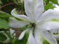 f:id:bluemoonbell:20120605070431j:image:medium