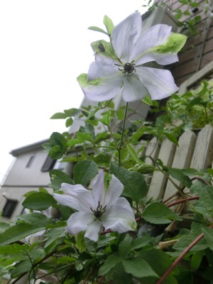 f:id:bluemoonbell:20120605070512j:image:left