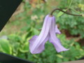 f:id:bluemoonbell:20120605070733j:image:medium:left