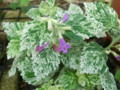 f:id:bluemoonbell:20120608063408j:image:medium:left