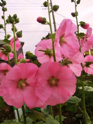 f:id:bluemoonbell:20120614054736j:image:left