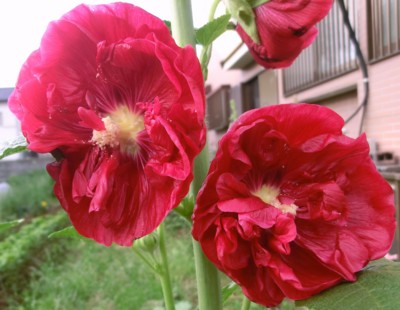 f:id:bluemoonbell:20120614054812j:image