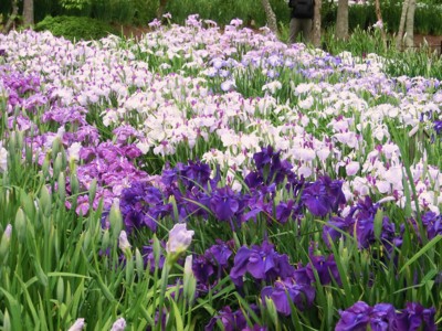 f:id:bluemoonbell:20120614095245j:image f:id:bluemoonbell:20120614095245j:image