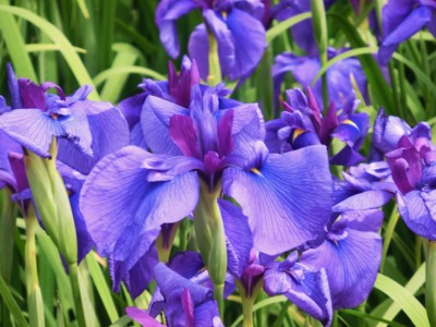 f:id:bluemoonbell:20120614100129j:image f:id:bluemoonbell:20120614100129j:image