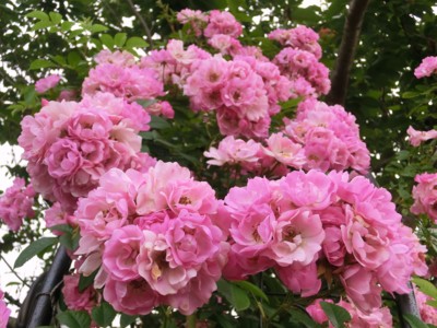 f:id:bluemoonbell:20120615170822j:image