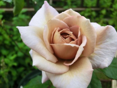 f:id:bluemoonbell:20120619070051j:image