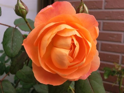 20120621064623