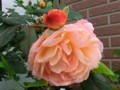 f:id:bluemoonbell:20120621064649j:image:medium:left