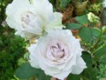 f:id:bluemoonbell:20120624144536j:image:medium:left
