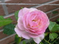 f:id:bluemoonbell:20120625070954j:image:medium:left