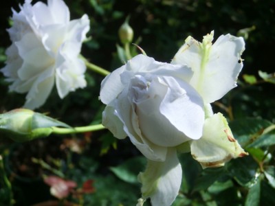 f:id:bluemoonbell:20120627063940j:image