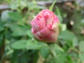 f:id:bluemoonbell:20121029155221j:image:medium:left