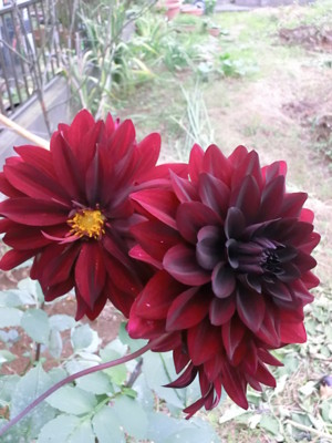 f:id:bluemoonbell:20121030143957j:image:left