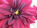 f:id:bluemoonbell:20121030144023j:image:medium