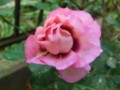 f:id:bluemoonbell:20121031131158j:image:medium:left