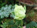 f:id:bluemoonbell:20121031131252j:image:medium:right