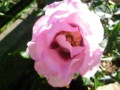 f:id:bluemoonbell:20121102084027j:image:medium