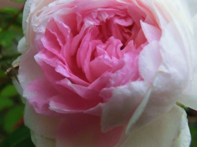 f:id:bluemoonbell:20121103072908j:image