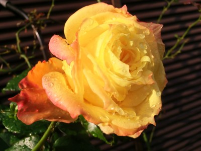 f:id:bluemoonbell:20121107081057j:image