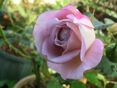 f:id:bluemoonbell:20121107081148j:image