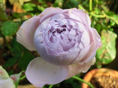 f:id:bluemoonbell:20121107081217j:image