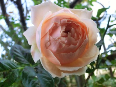 f:id:bluemoonbell:20121107081304j:image
