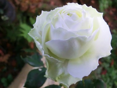 f:id:bluemoonbell:20121111070218j:image
