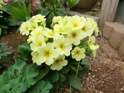 f:id:bluemoonbell:20130324112201j:image
