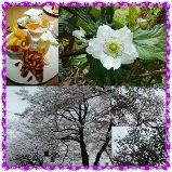 f:id:bluemoonbell:20130401081214j:image:left
