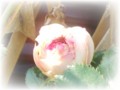 f:id:bluemoonbell:20130423153455j:image:medium:left