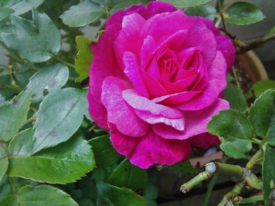 f:id:bluemoonbell:20130426094100j:image