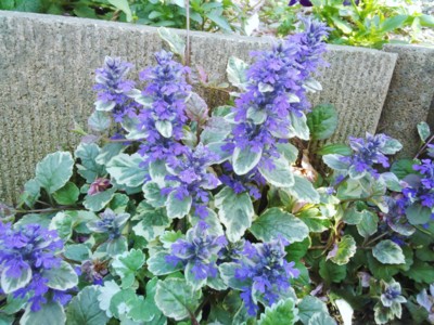 f:id:bluemoonbell:20130427163519j:image
