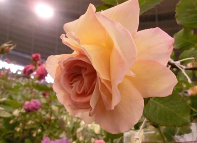 f:id:bluemoonbell:20130513132748j:image