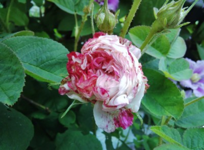 f:id:bluemoonbell:20130526061822j:image