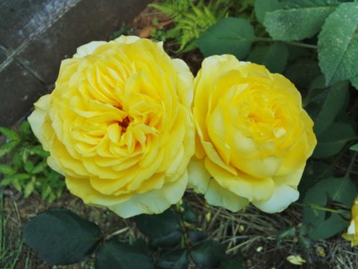 f:id:bluemoonbell:20130601160351j:image