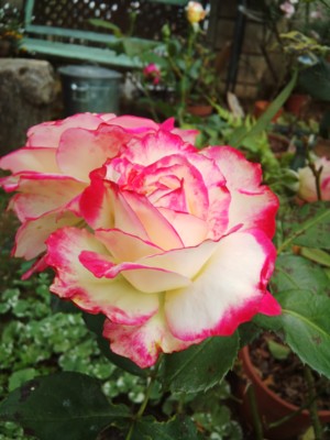 f:id:bluemoonbell:20130610071409j:image