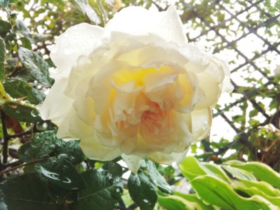 f:id:bluemoonbell:20130614122517j:image