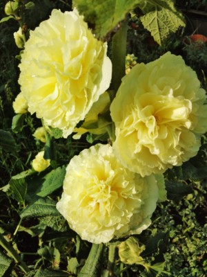 f:id:bluemoonbell:20130622060429j:image