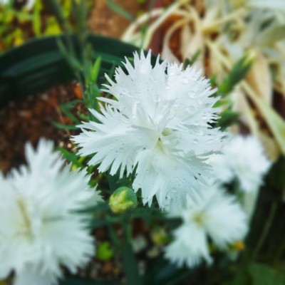 f:id:bluemoonbell:20130711072316j:image