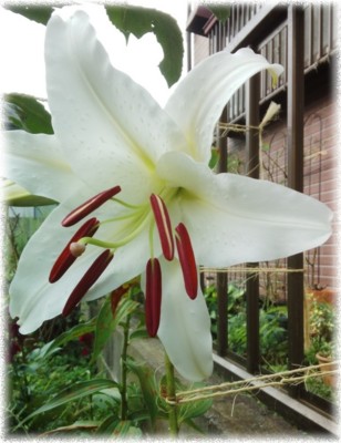 f:id:bluemoonbell:20130721213434j:image