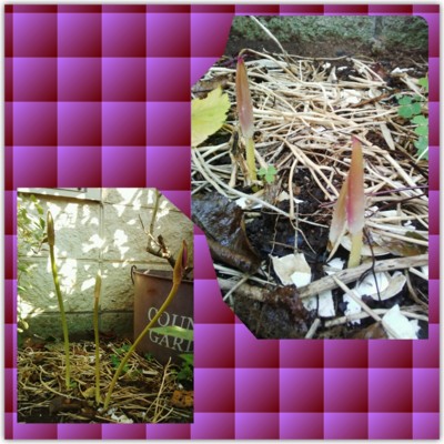 f:id:bluemoonbell:20130909090427j:image