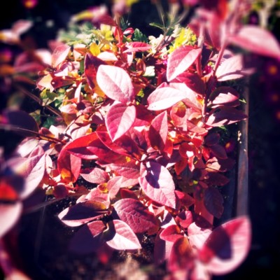 f:id:bluemoonbell:20131121203044j:image