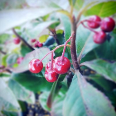 f:id:bluemoonbell:20131121203115j:image