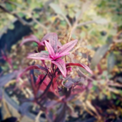 f:id:bluemoonbell:20131121203135j:image