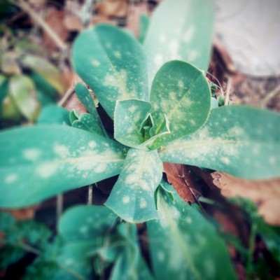 f:id:bluemoonbell:20131226093916j:image