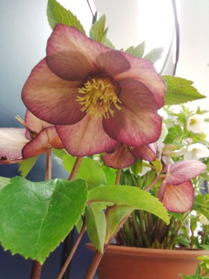 f:id:bluemoonbell:20140221132811j:image