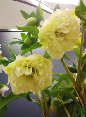 f:id:bluemoonbell:20140221132855j:image:left