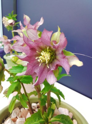 f:id:bluemoonbell:20140221133136j:image