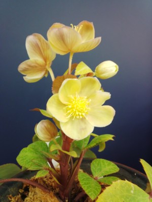 f:id:bluemoonbell:20140221135517j:image