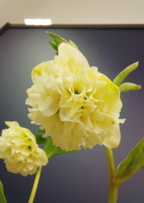 f:id:bluemoonbell:20140221135544j:image